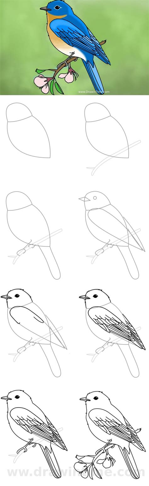 Bird Drawing Step By Step