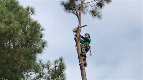 Tree Climbing Arborist Youtube