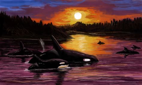 Colors Live Orcas By Jemand