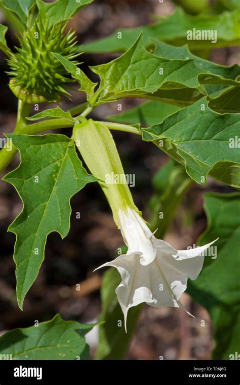 Stramonium Jimsonweed Thornapple Jimson Weed Datura Stramonium