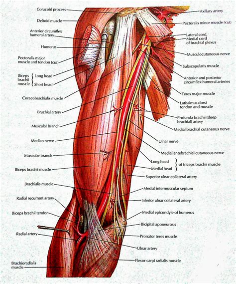 VISUAL ANATOMY: brachial artery and its branches & nerves in brachium