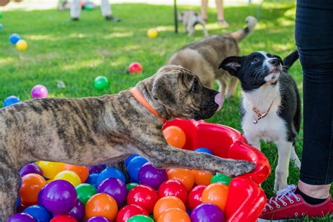 Dog Ball Pit: A Safe And Fun Place For Your Dog To Play 101