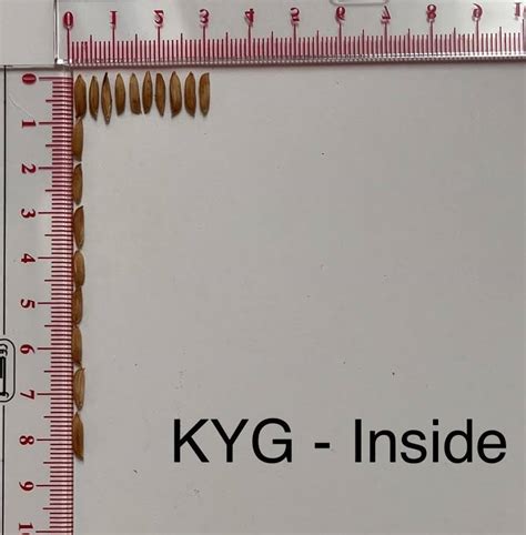 Rice Gene Index Rgi A Comprehensive Pan Genome Database For