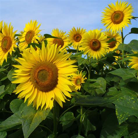 Graines De Tournesol Valentine Helianthus Annuus Graines Jardiland