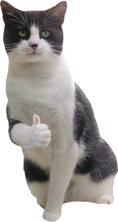 A Cat Giving An Encouraging Thumbs Up Funny Cat Pictures Cat Expressions Cute Cats