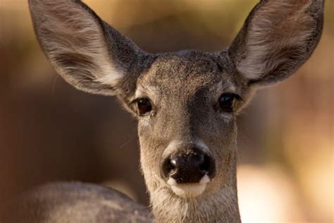 Coues Deer Facts & Information (subspecies of White Tailed Deer)