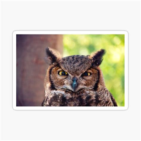 Owl Portrait Sticker For Sale By Passie Redbubble