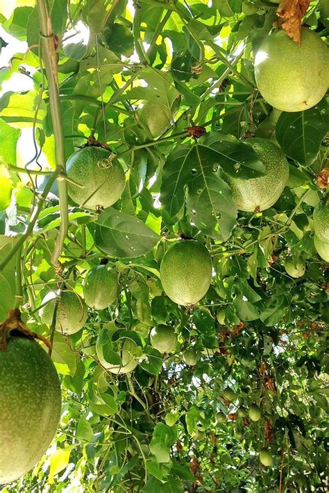 How To Grow Passionfruit Passion Fruit Plant Fruit Trees Passion Fruit