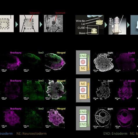 Immunofluorescence Imaging After Cryo And Paraffin Sectioning A Cryo