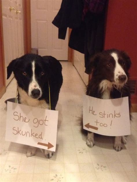 14 Reasons Border Collies Are The Worst Indoor Dog Breed Of All Time