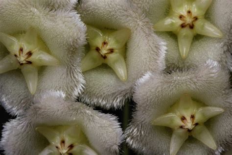 Growing Hoya Maingayi Part Three Vermont Hoyas