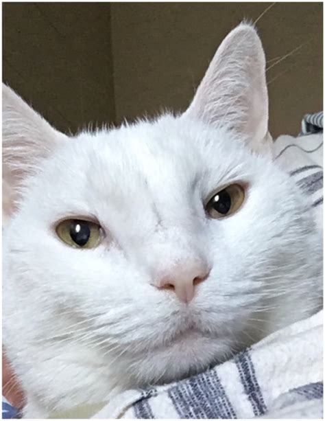 Facial Distortion Due To Chronic Inflammation Of Unknown Cause In A Cat