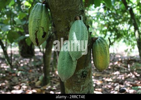 211117 GHANA 17 novembre 2021 Un agriculteur ghanéen sèche des