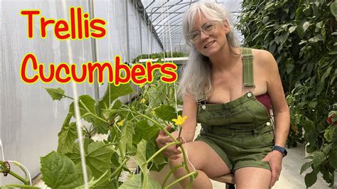 Mastering Cucumber Trellising And Tomato Harvesting Efficiency Youtube