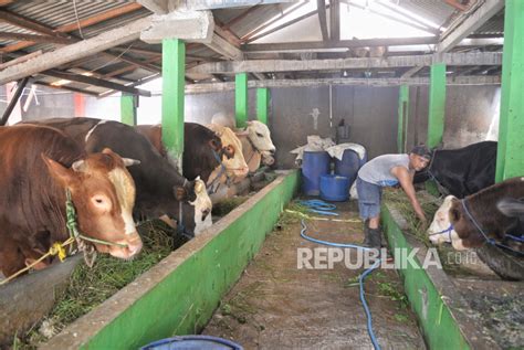 Pemanfaatan Limbah Kotoran Sapi Menjadi Energi Biogas Republika Online