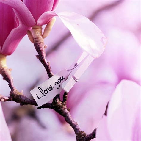 [100+] Magnolia Flower Wallpapers | Wallpapers.com