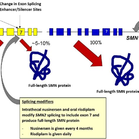 FIGURE: Biology of spinal muscular atrophy and innovative therapies ...