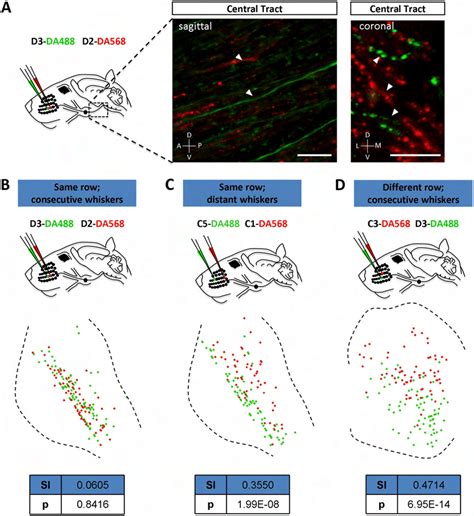 Fig S1 Central Fibers Of Neurons Innervating D2 And D3 Whiskers And