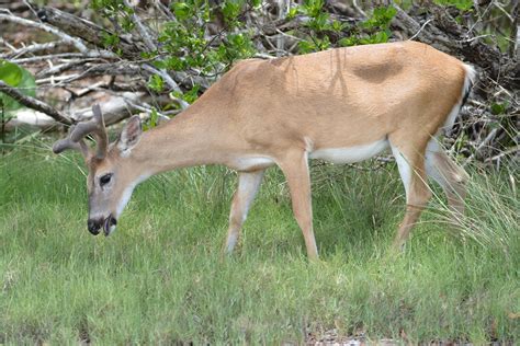 Dwarf Deer Odocoileus Virginianus Clavium Rf Ca Flickr