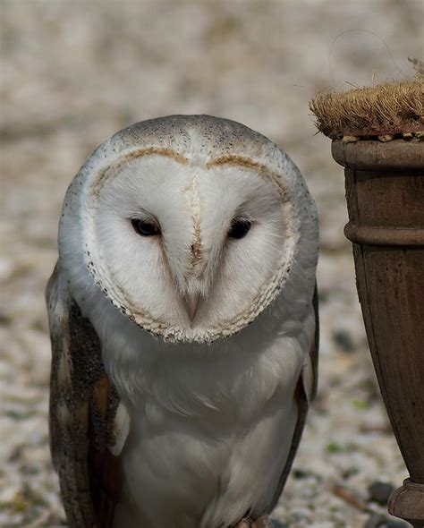 Barn Owl Photograph By Matt Steffen