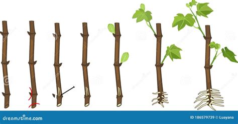 Grapevine Vegetative Reproduction Scheme Growth Stages From Propagule