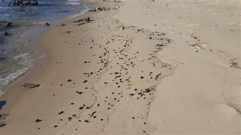 Manchas De Leo Voltam A Aparecer Em Praias Do Litoral Sul Do Rn Rio