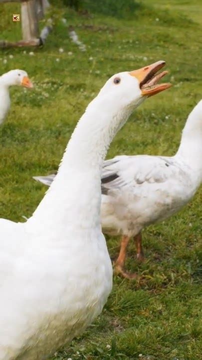 Goose Hissing Sounds Angry Hissing Geese Youtube