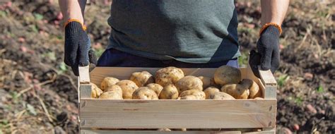 Premium Photo A Male Farmer Holds A Potato In His Hands Selective