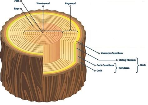 Anatomy Of Stem Internal Anatomy Of Dicots And Monocots