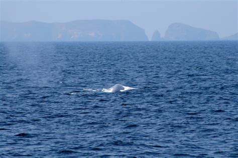 Channel Islands Whale Watching 2 Channel Islands Tours