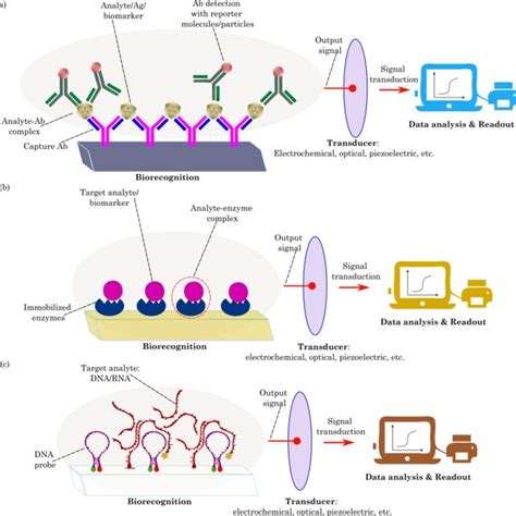 Schematics Illustration Of Biomolecule Based Biosensors A