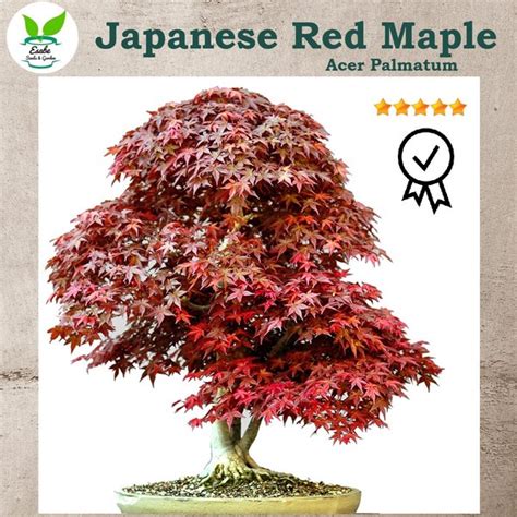 Jual Benih Biji Bibit Japanese Red Maple Acer Rubrum Di Lapak Esabe