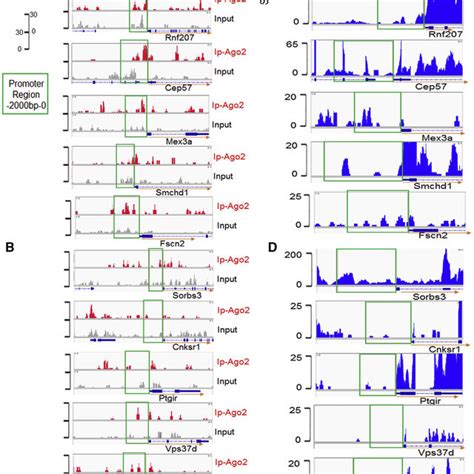 Ago2 Chip Seq And Transcriptome Seq A And B Ago2 Chip Seq Profiles Of