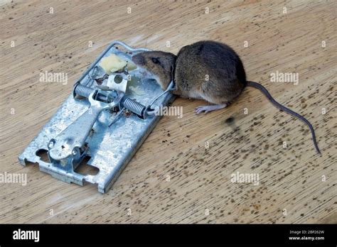 Ratón Muerto En Una Trampa Fotografías E Imágenes De Alta Resolución