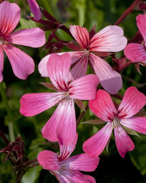 G Rtnerei Hegemann Pelargonium Peltatum Geranie H Ngend