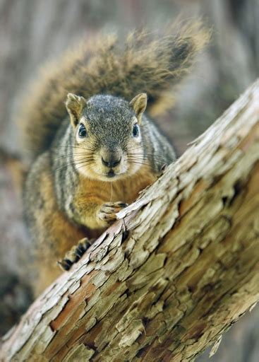 Why Do Squirrels Bury Nuts And How Do They Find Them