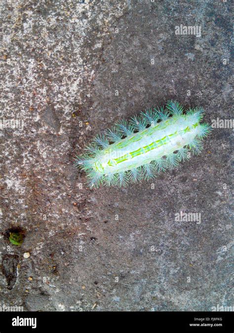 Bright Green Caterpillar Hi Res Stock Photography And Images Alamy