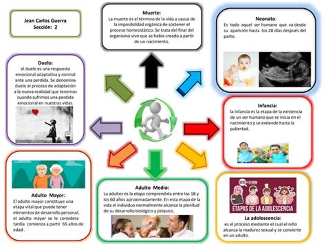 Etapas Del Desarrollo Humano Ppt