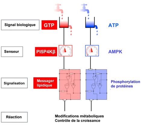 R Gulation De La Balance Nerg Tique Au Sein D Une Cellule D Apr S