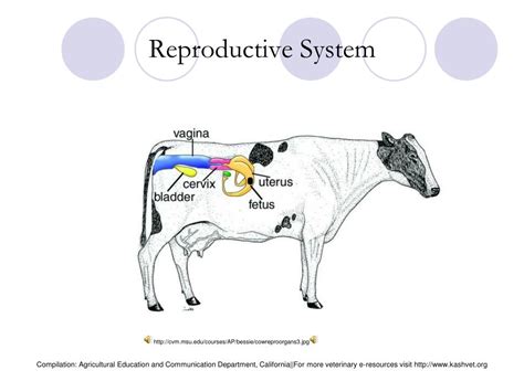 Ppt Female Bovine Reproduction System Powerpoint Presentation Free