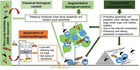 Conceptual Diagram Of Biocontrol Strategies And Principal Biocontrol