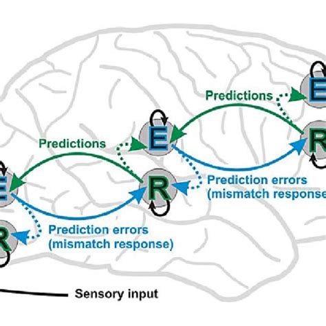 Schematic Depiction Of Dynamic Interrelationships Between Multiple