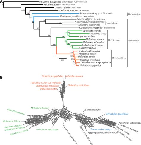 Phylogeny Based On Conserved Loci A Relationships Based On