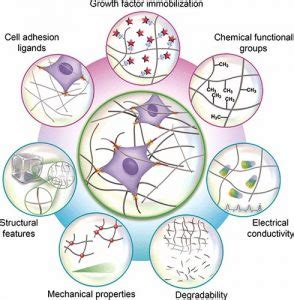 Biomimetic Materials: In vivo-like 3D cell culture models - HCS Pharma