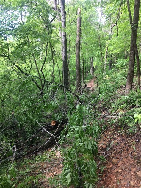 Angus Chute Mountain Biking Trail - Bentonville, Arkansas