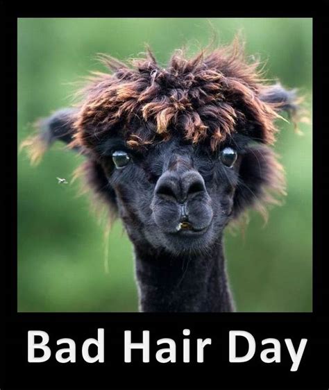 59 Best Bad Hair Day Animals Images On Pinterest Funny Animals