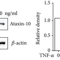 Expression Of Ataxin In Endothelial Cells A Representative Images