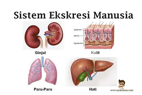 Pengertian Sistem Ekskresi Pada Manusia Dan Fungsinya Ayok Sinau