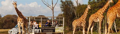 Melbourne Animal Safari at Werribee Zoo | GPexperiences