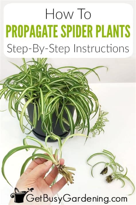 How To Propagate Spider Plants In Water Or Soil 5 Easy Steps Get